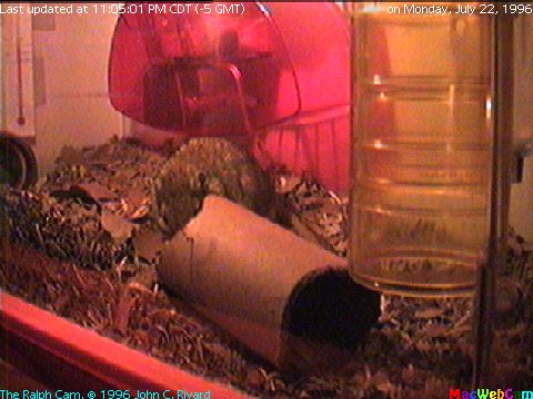 [Semi-Live picture of Ralph the Gerbil's main playroom]