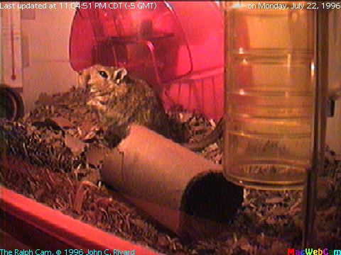 [Semi-Live (-5) picture of Ralph the Gerbil's main playroom]