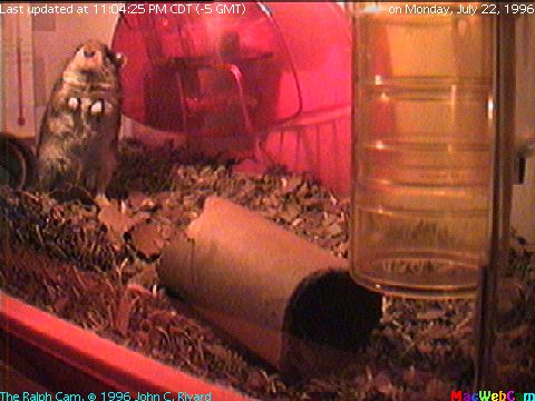 [Semi-Live (-10) picture of Ralph the Gerbil's main playroom]