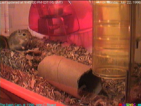 [Semi-Live (-15) picture of Ralph the Gerbil's main playroom]