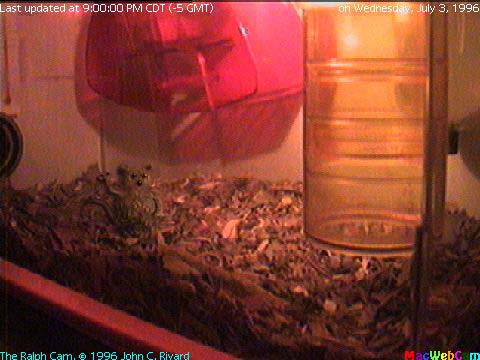 [Semi-Live (-20) picture of Ralph the Gerbil's main playroom]